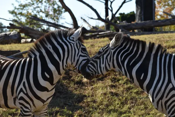 SlotsVentura Casino Ënnerstëtzung